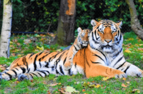 TIGER