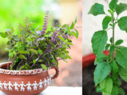 tulsi