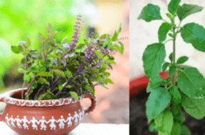 tulsi