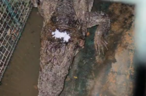 મગર