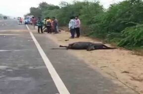 Accident, thara highway