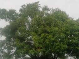 Rain