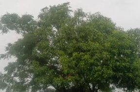 Rain