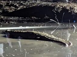 crocodile