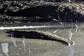 crocodile
