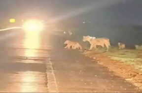 lion