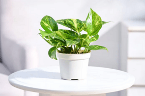 money plant