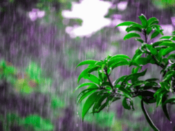 rain