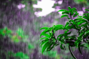 rain