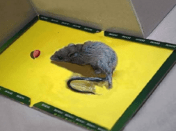 rat trap