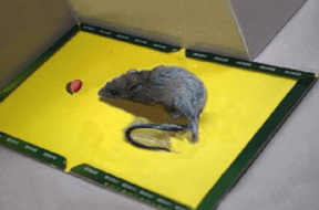 rat trap