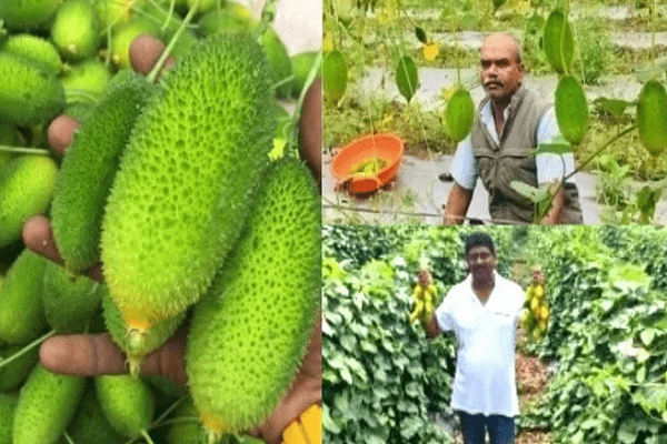 ચોમાસામાં જ મળતાં કંટોલાની ખેતી કરી ખેડૂત મેળવી રહ્યા છે સારી આવક