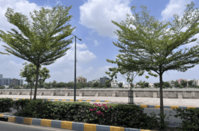 AMEDAVAD TREE