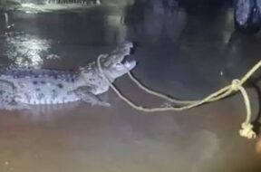 Crocodile