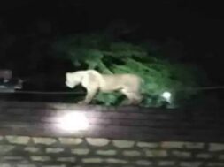 lion, Rajula