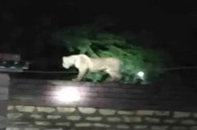 lion, Rajula