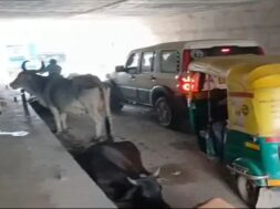 stray cattle-1
