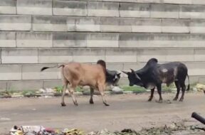 stray cattle, Amirgagh