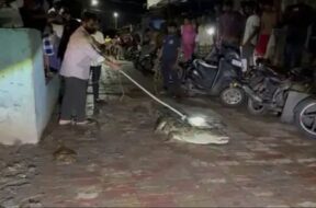 Baraoda, crocodile