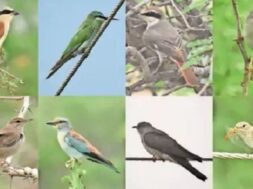 Birds