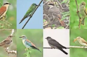 Birds