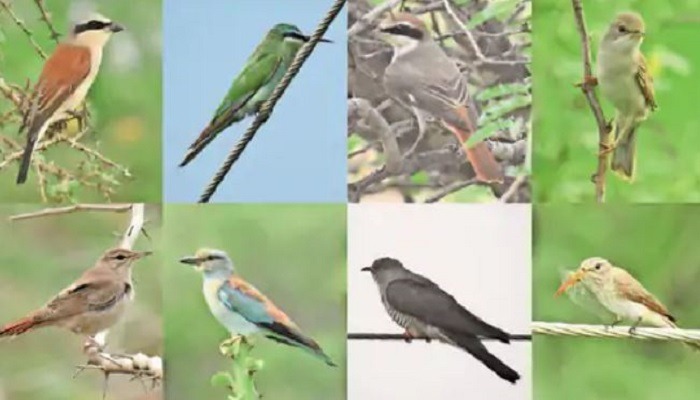 કચ્છમાં શનિવારથી બે દિવસ 229 પોઈન્ટ પર પક્ષીઓની ગણતરી કરાશે