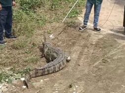 Crocodile
