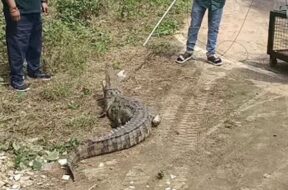 Crocodile