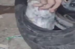 drugs in tire