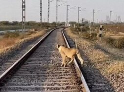 lion, on the railway trake