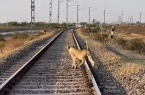 lion, on the railway trake