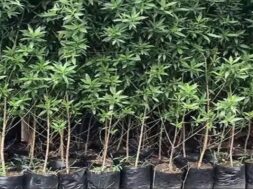 plantation