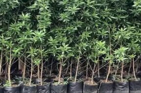 plantation