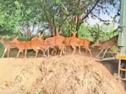 Kutch, the deer