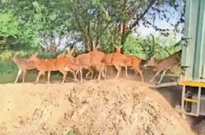 Kutch, the deer