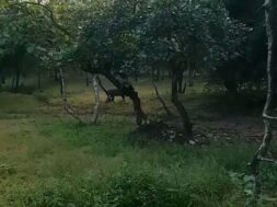 barado forest, porbandar