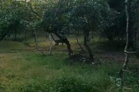 barado forest, porbandar