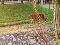 baroda zoo, tiger