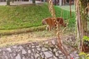 baroda zoo, tiger
