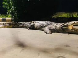 crocodole