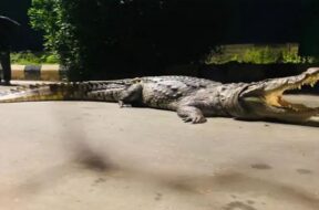 crocodole