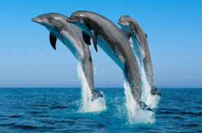 dolphine