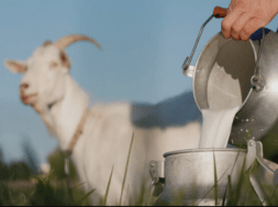 goat milk