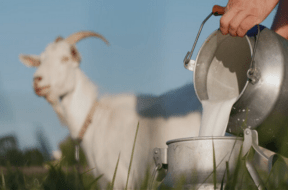 goat milk