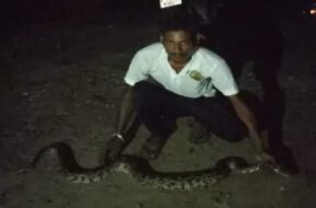 python caught