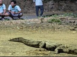 CROCODILE