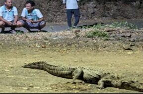 CROCODILE