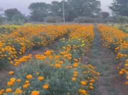 Flowers farm