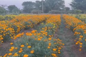 Flowers farm