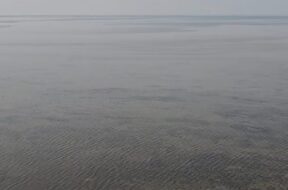 Kutch Ran, dhorado